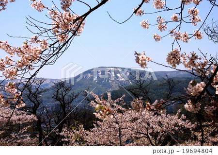 サクラ越しに臨む小樽天狗山 19694804