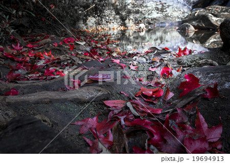 Red maple leaf Red maple leaf 19694913