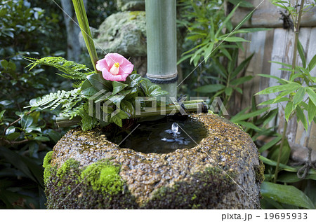 手水鉢　椿　芬陀院 19695933