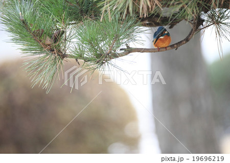 松の木に潜むカワセミ 19696219