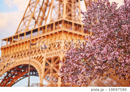 Beautiful cherry blossom tree and the Eiffel Tower. Focus on flowers 19697580