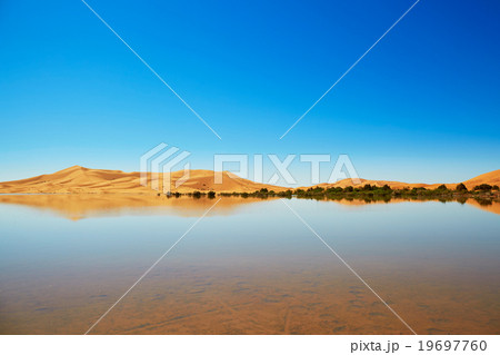 Oasis lake in Sahara desert, Merzouga, Africa 19697760