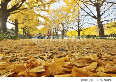 昭和記念公園の銀杏並木 19698091