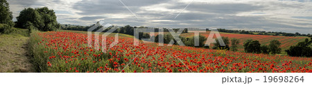 English countryside full of poppies Cotswolds 19698264