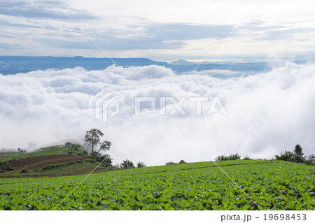 texture of the field with the fog 19698453