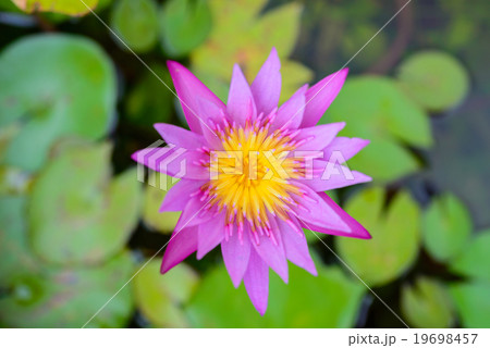 pink lotus from the top view pink lotus from the top view 19698457