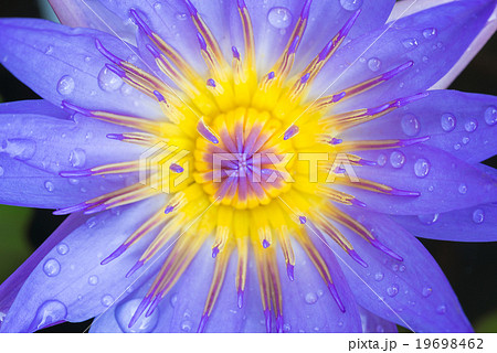 close-up to the purple lotus close-up to the purple lotus 19698462