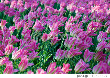 pink tulips background pink tulips background 19698895