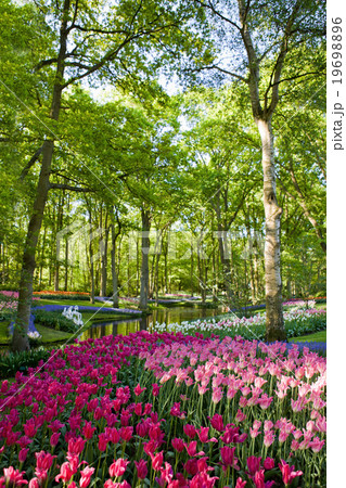 Colorful blooming tulips in Keukenhof park Colorful blooming tulips in Keukenhof park 19698896