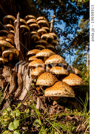 Armillaria fungus in tree Armillaria fungus in tree 19698915