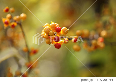 可愛いツルウメモドキの実 19700144