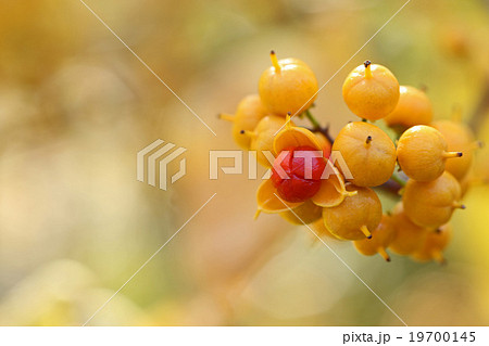 可愛いツルウメモドキの実 19700145