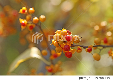 可愛いツルウメモドキの実 19700149