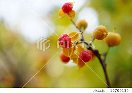 可愛いツルウメモドキの実 可愛いツルウメモドキの実 19700156