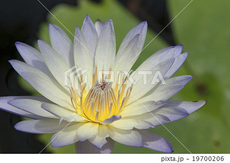 スイレン 19700206