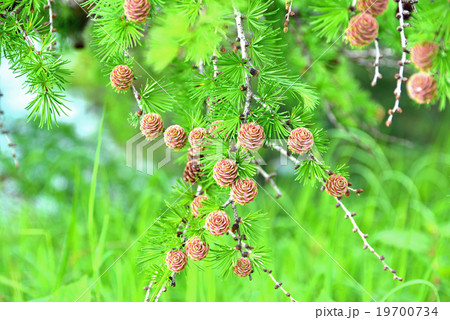 カラマツのまつぼっくり カラマツのまつぼっくり 19700734