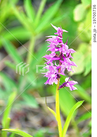 ハクサンチドリ ハクサンチドリ 19700736