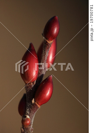 自然 植物 バッコヤナギ 冬芽です つやつやの赤い芽鱗に包まれた雄花の写真素材