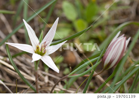 アマナの花の写真素材