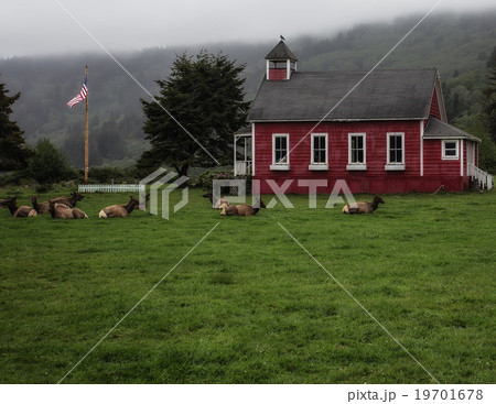 California Coastal Elk California Coastal Elk 19701678