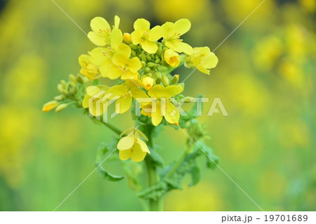 菜の花 19701689
