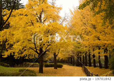 横浜 保土ヶ谷公園 イチョウ並木の写真素材