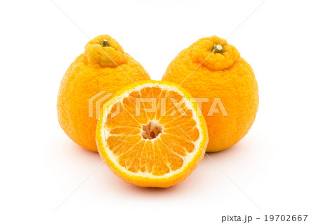 デコポン（不知火）: Dekopon (Sumo) 19702667