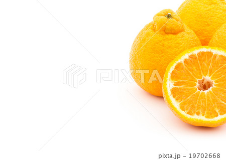 デコポン（不知火）: Dekopon (Sumo) 19702668