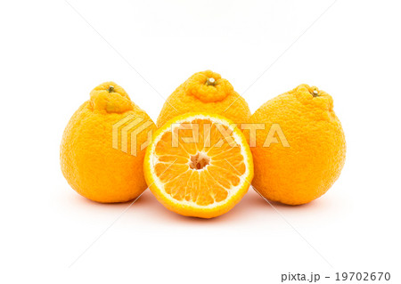 デコポン（不知火）: Dekopon (Sumo) 19702670