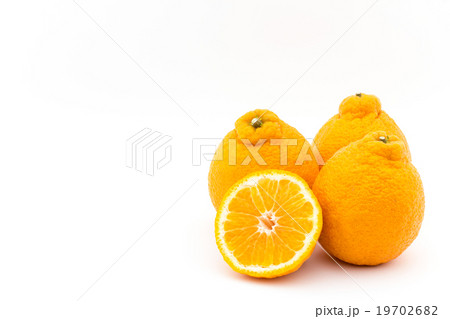 デコポン（不知火）: Dekopon (Sumo) 19702682