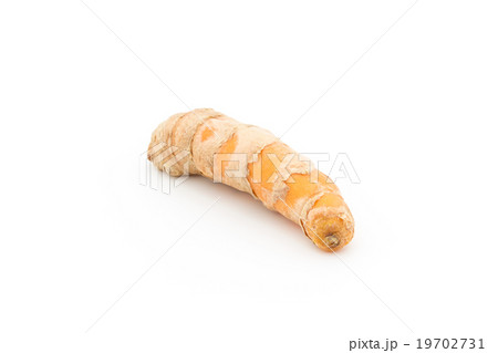 ウコンの根茎:Turmeric rhizome 19702731