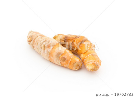 ウコンの根茎:Turmeric rhizome 19702732