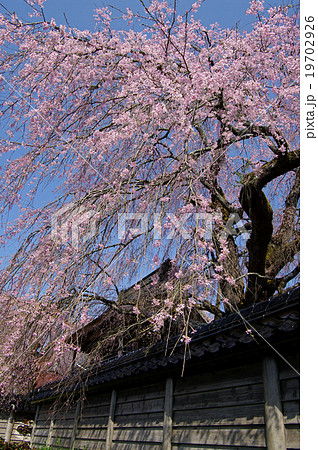 円正寺のシダレザクラ 19702926