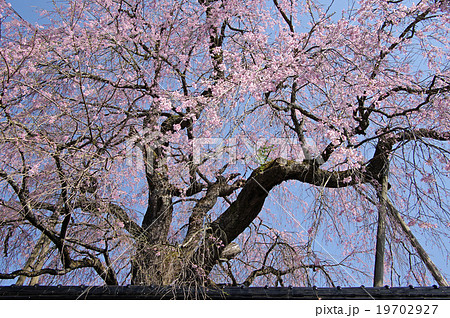 円正寺のシダレザクラ 円正寺のシダレザクラ 19702927