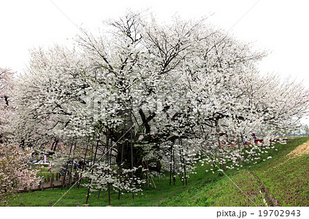 お達磨の桜 19702943