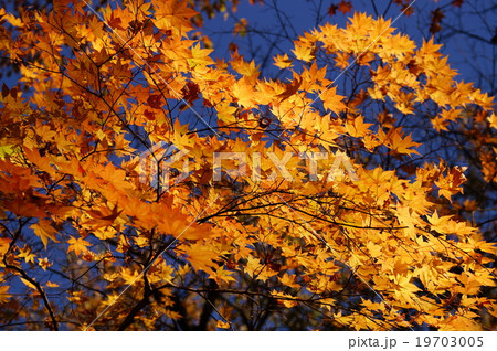 青空に黄色い紅葉 青空に黄色い紅葉 19703005