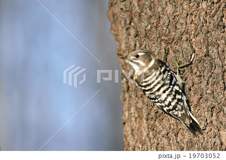 コゲラ コゲラ 19703052