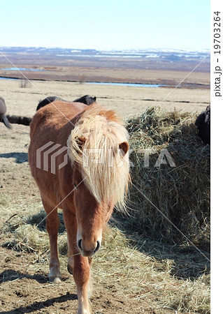 アイスランドの前髪が長い馬の写真素材