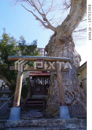 まつもと城下町湧水群 槻井泉 つきいずみ 神社湧泉 鳥居と神木のけやき 木曽義高の出生地 伝承 の写真素材