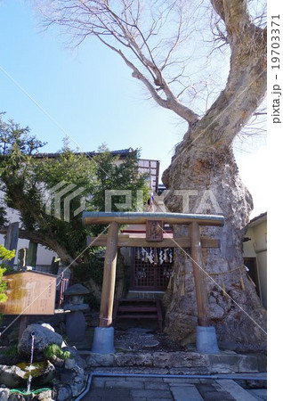 まつもと城下町湧水群 槻井泉(つきいずみ)神社湧泉 全景縦 木曽義高の出生地(伝承) まつもと城下町湧水群 槻井泉(つきいずみ)神社湧泉 全景縦 木曽義高の出生地(伝承) 19703371