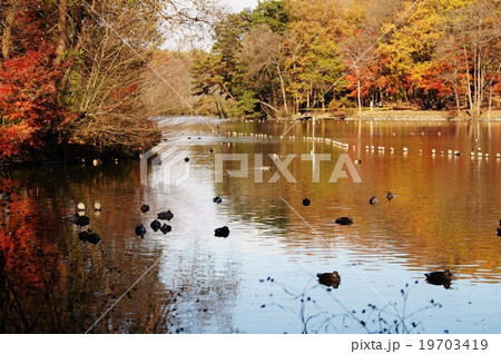 井頭公園の池 井頭公園の池 19703419