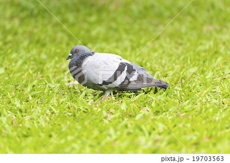 pigeon alone 19703563