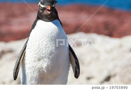 Rockhopper Rockhopper 19703890