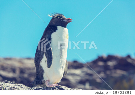 Rockhopper 19703891