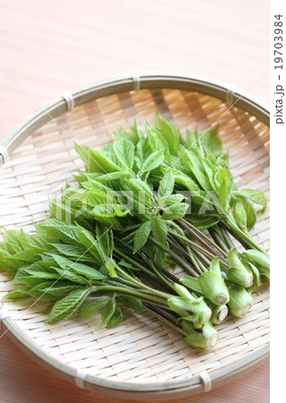 採れたてコシアブラ 19703984