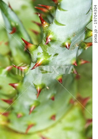 Cap Aloe with thorns 19704304