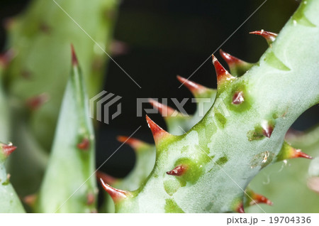 Cap Aloe with thorns 19704336