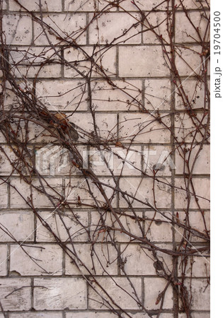 creeper on weathered brick wall creeper on weathered brick wall 19704500