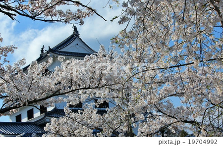 白石城とソメイヨシノ 19704992