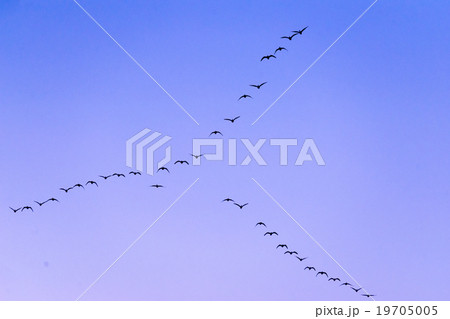 伊豆沼で日の出と共に飛び立つマガンの人の字雁行 伊豆沼で日の出と共に飛び立つマガンの人の字雁行 19705005
